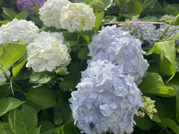 キレイな花が咲きました グループホームみんなの家 横浜今宿の介護ブログ スタッフブログ ａｌｓｏｋ介護株式会社