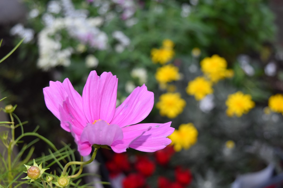 アミカの郷ちとせ 色鮮やか 秋の花 スタッフブログ ａｌｓｏｋ介護株式会社