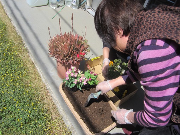 ガーデニング 花壇づくりで花の苗を植え替えましょう 園芸部員が大活躍 スタッフブログ ａｌｓｏｋ介護株式会社
