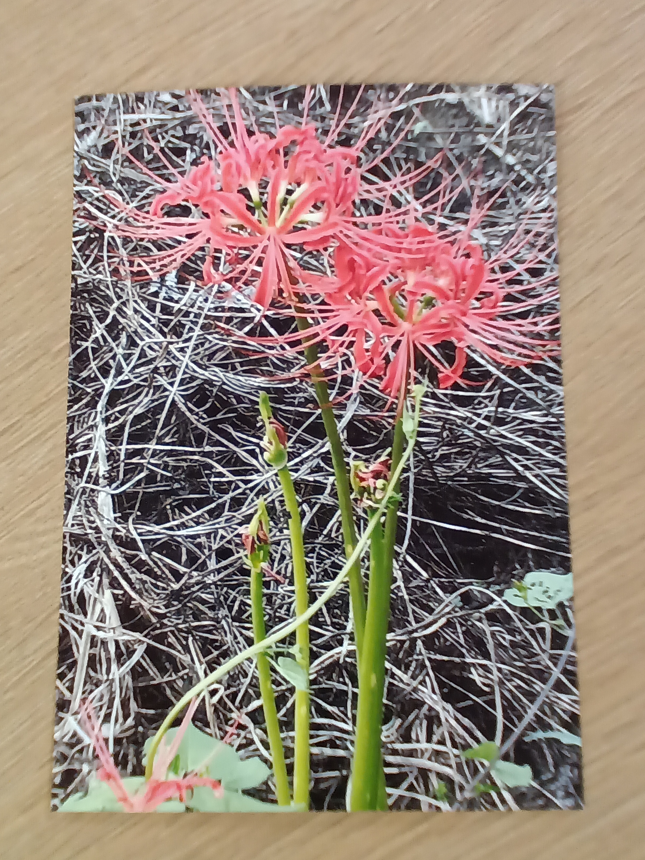 いろんな色の彼岸花！｜スタッフブログ｜ALSOK介護株式会社