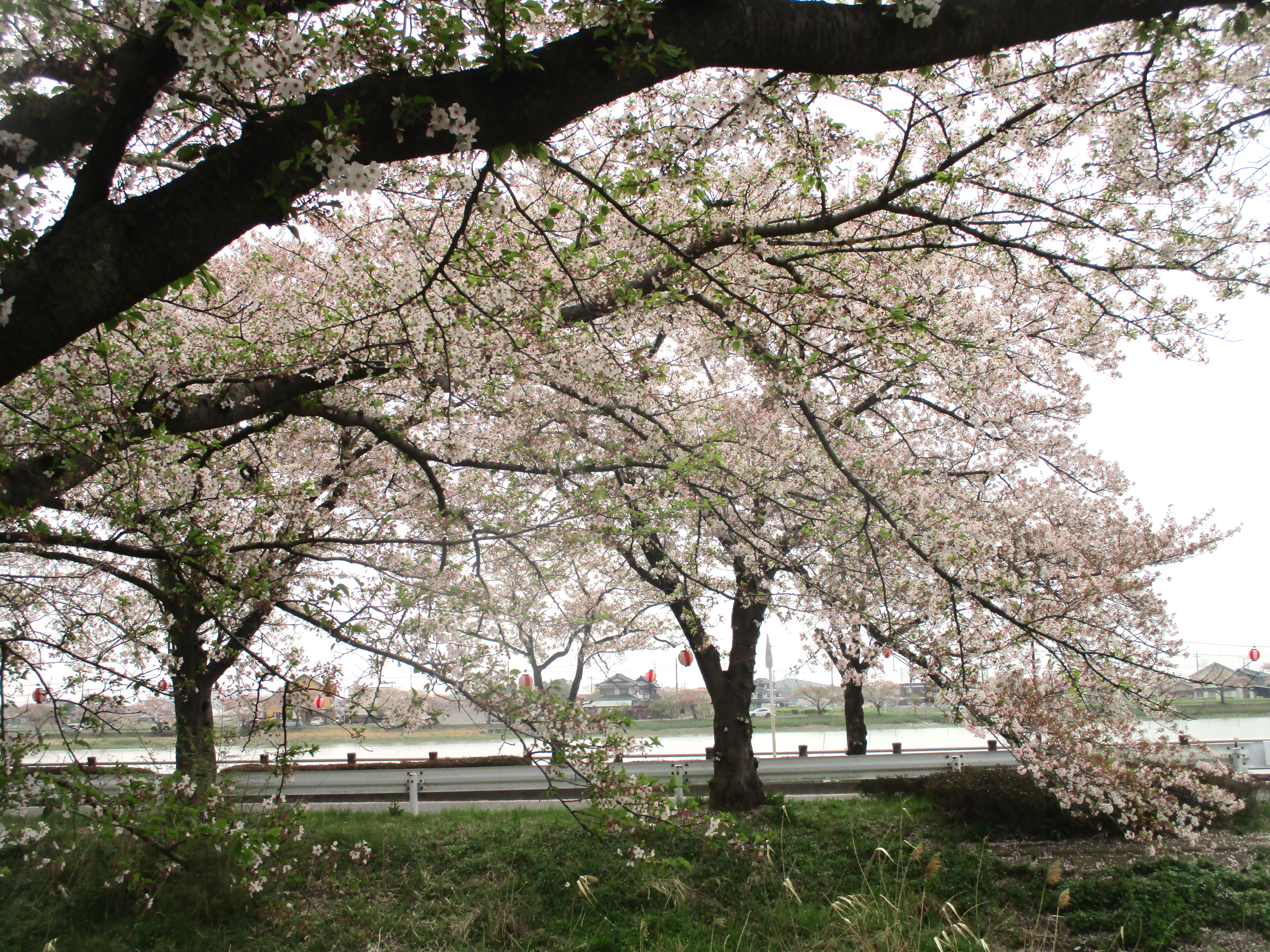 満開の桜に笑顔咲く～お花見2日目～｜スタッフブログ｜ALSOK介護